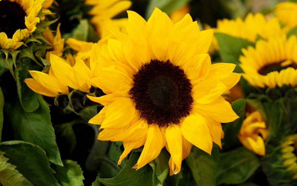 sunflower dandenong