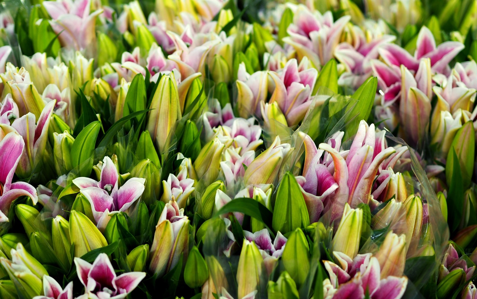 Indris Zekirija Flowers