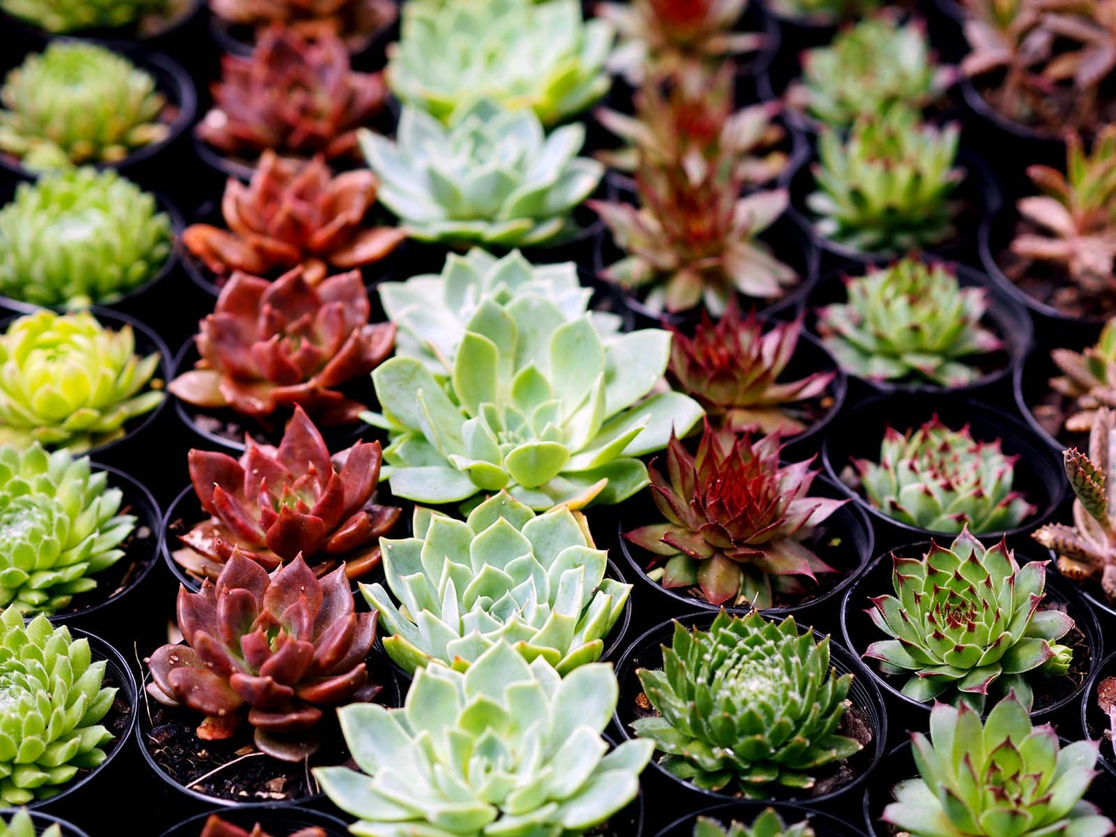 succulents